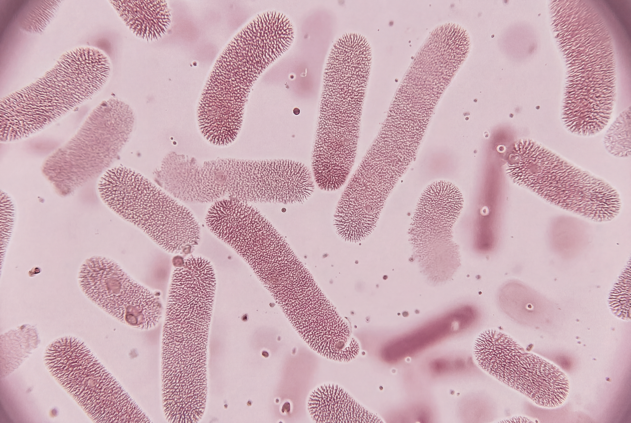 Deep Dive: Measuring the microbiome as an ecosystem