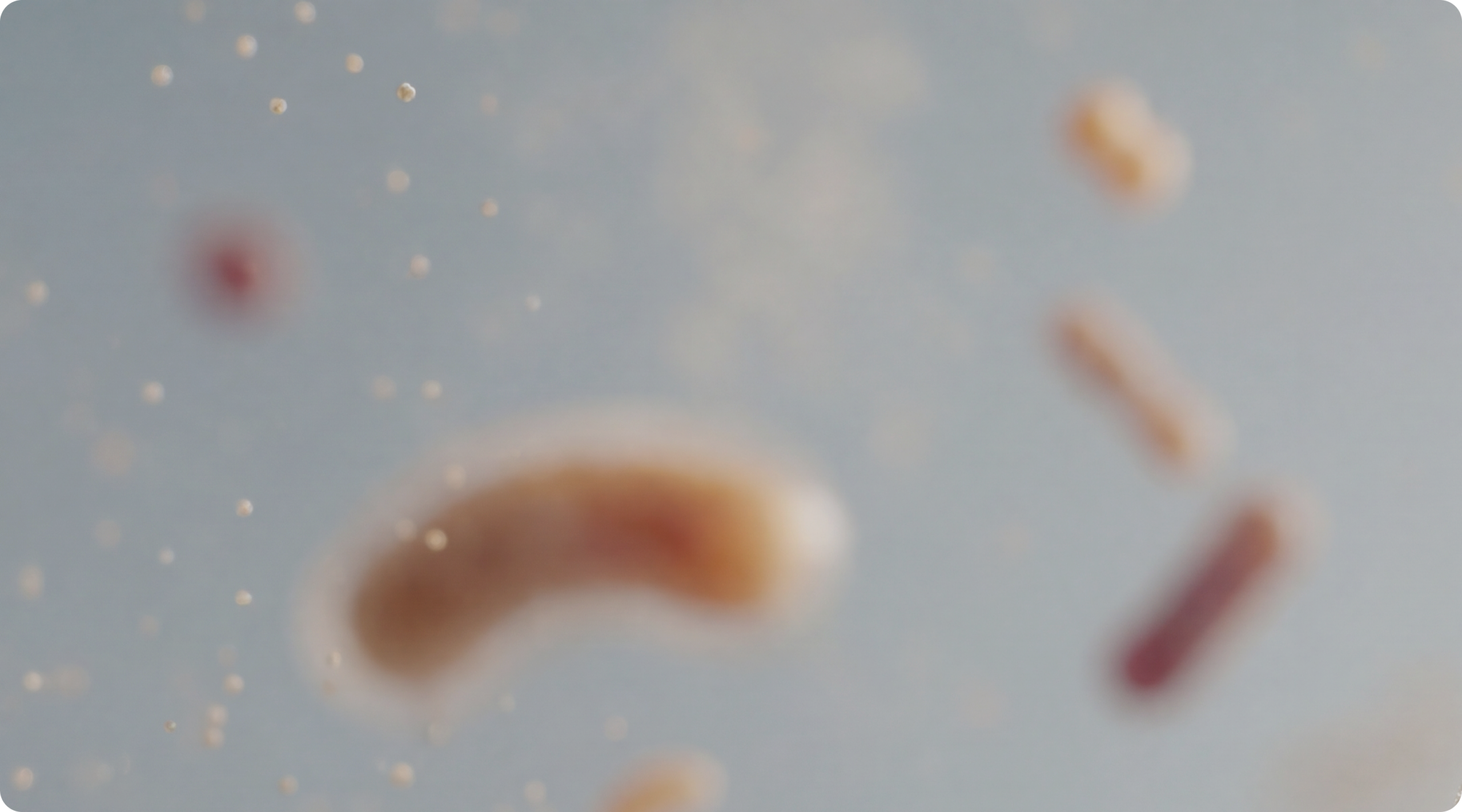 Microba Microbiome Explorer overview